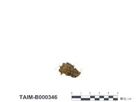 藏品(澤苔屬)的圖片